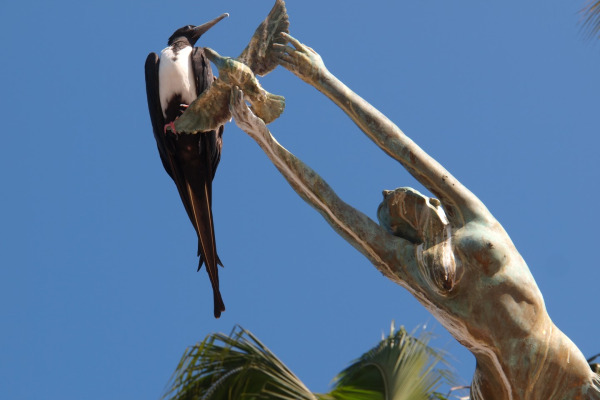 Magnificent Frigatebird