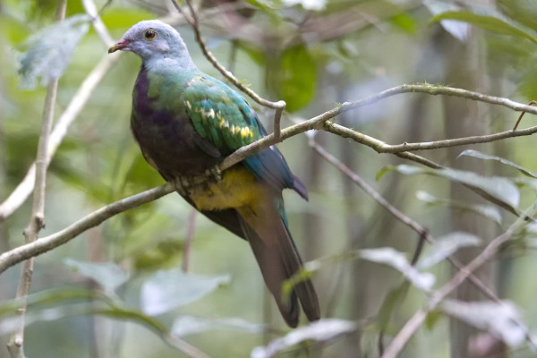 Magnificent Fruit Dove