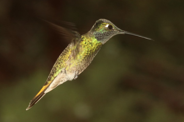 Magnificent Hummingbird