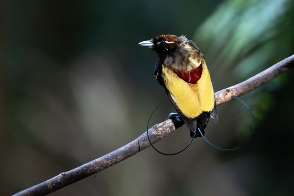 Magnificent Riflebird