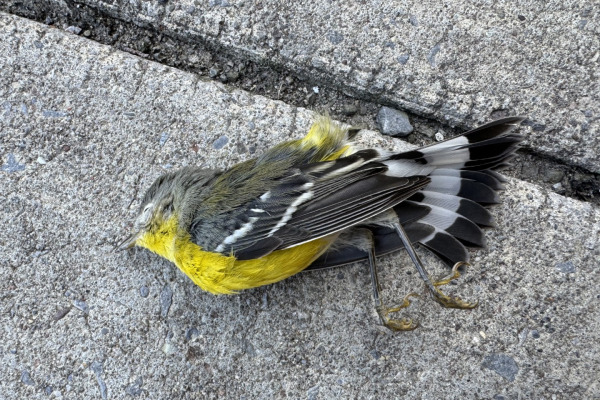 Magnolia Warbler