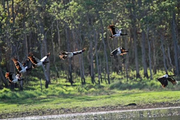 Magpie Goose