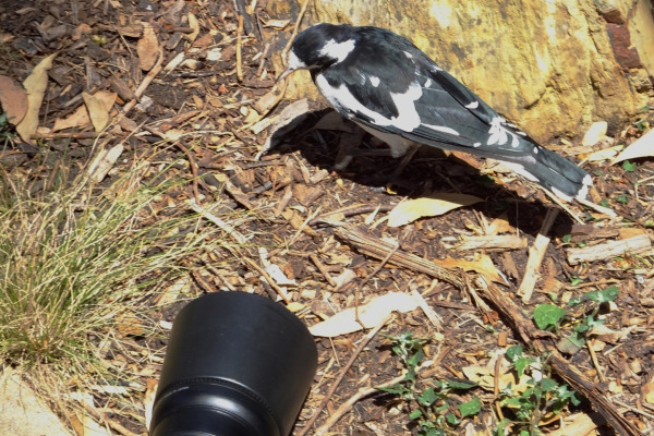 Magpie-lark