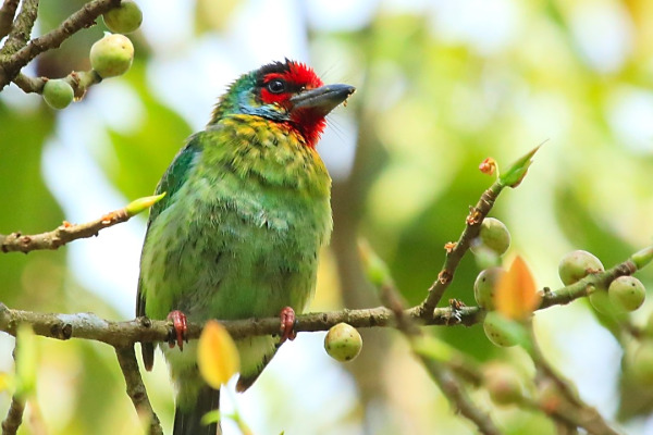 Malabar Barbet
