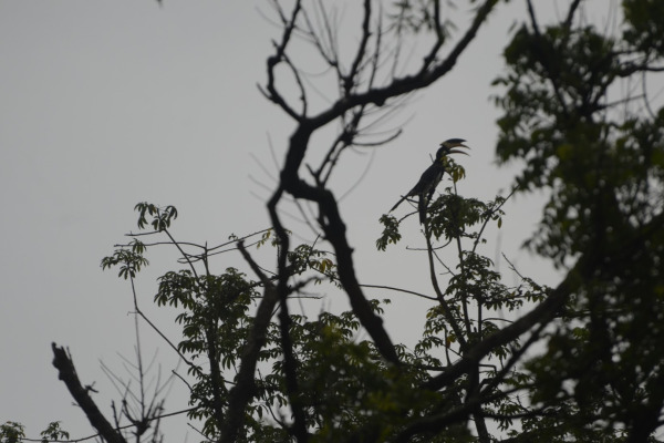 Malabar pied hornbill