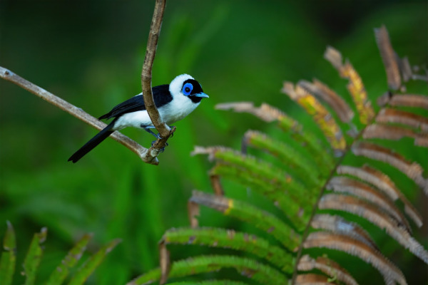 Malabar Trogon