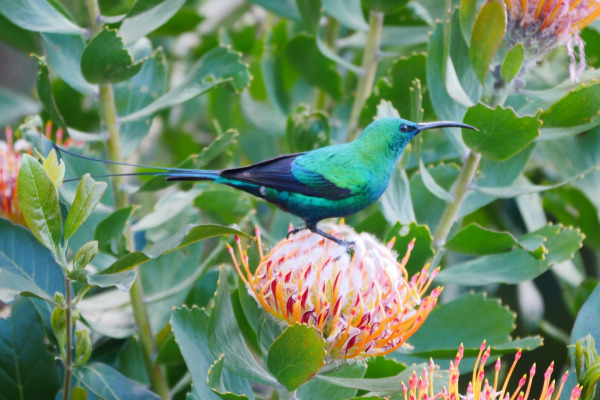 Malachite Sunbird