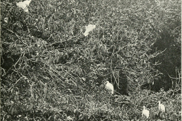 Malagasy Sacred Ibis