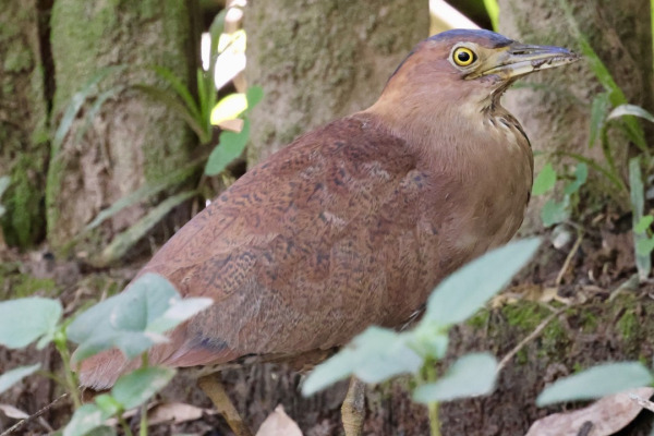 Malayan Night Heron