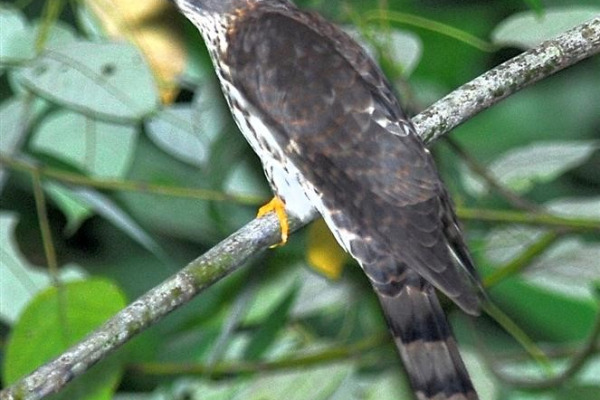 Malaysian Hawk-Cuckoo