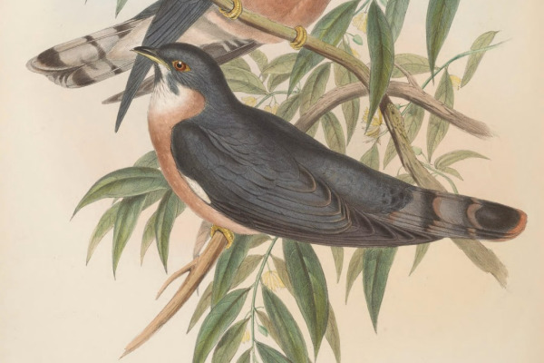 Malaysian Hawk-Cuckoo