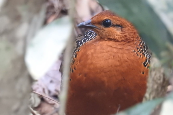 Malaysian Partridge