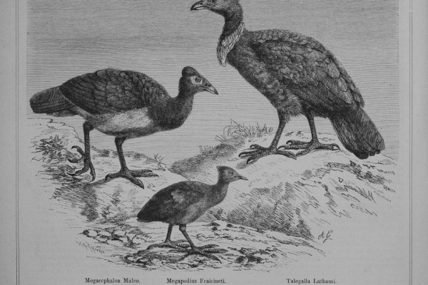 Maleo