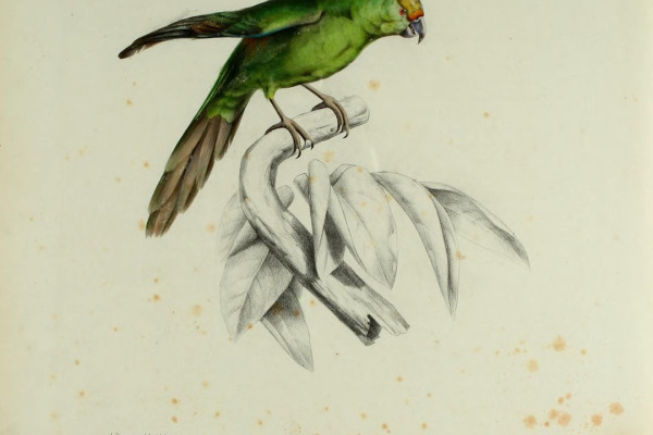 Malherb's parakeet