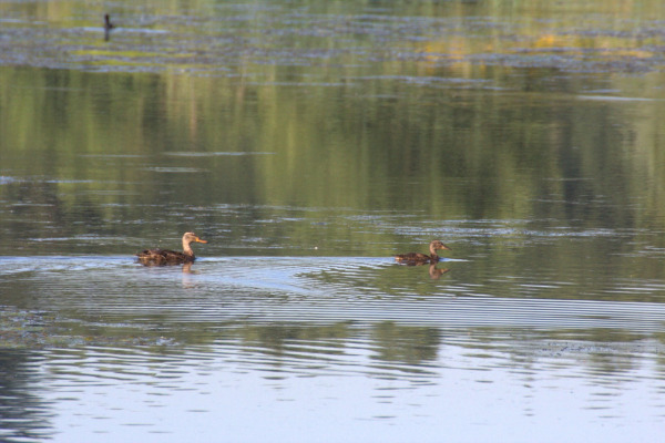 Mallard