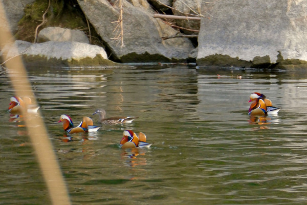 Mandarin Duck