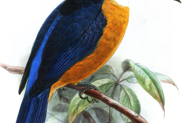 Mangarevan kingfisher