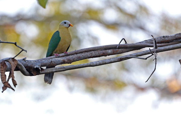 Mangoli Fruit Dove
