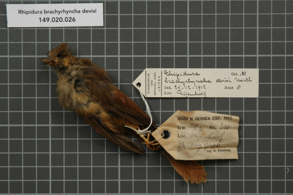 Mangrove Fantail