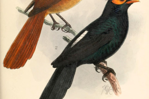 Mangrove Fantail