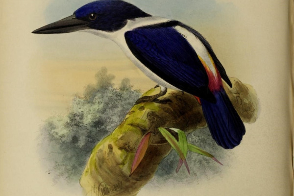 Mangrove Kingfisher