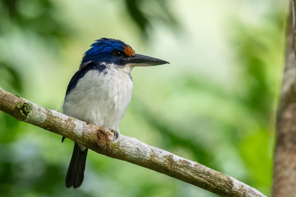 Mangrove Kingfisher