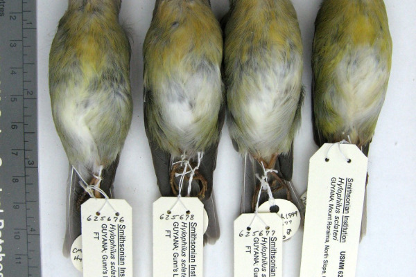 Mangrove Vireo