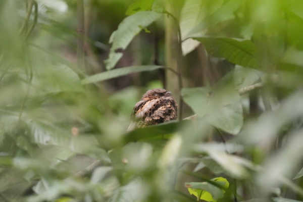 Manilla Swiftlet