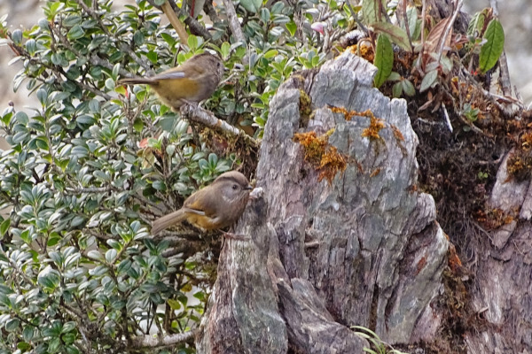 Manipur Fulvetta