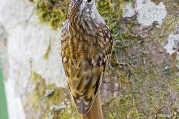 Manipur Streaked Wren-Babbler