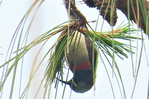 Mano Sunbird