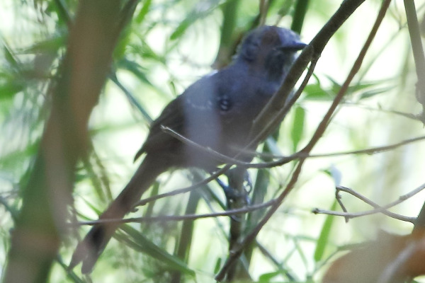 Manu Antbird