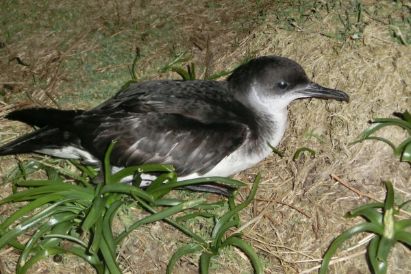Manx Shearwater