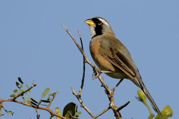 Many-colored Chaco-Finch