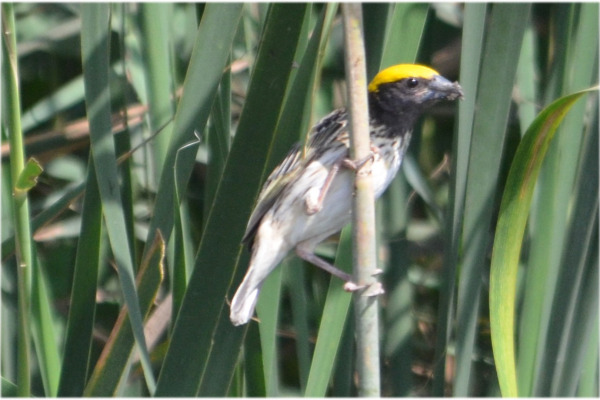 Manyar Weaver