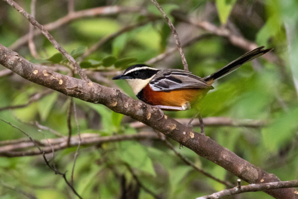 Marañón Crescentchest