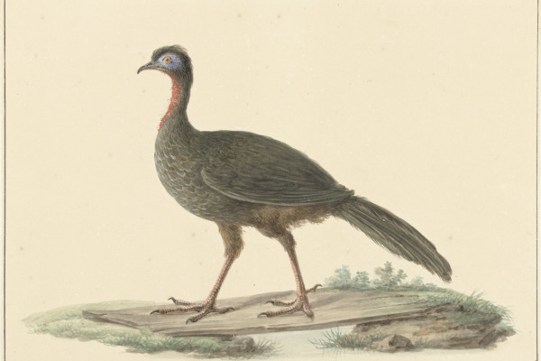 Marail Guan