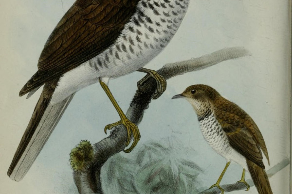 Maranon Thrush