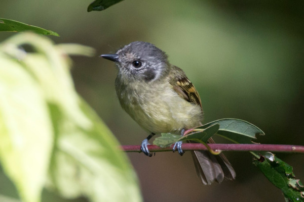 Marble-faced Bristle-Tyrant