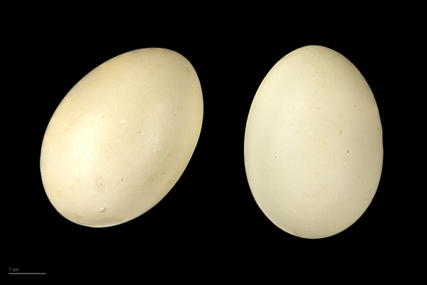 Marbled Duck
