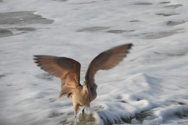 Marbled Godwit