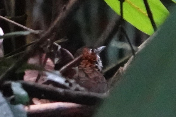 Marbled Wren-babbler