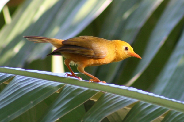 Mariana crow