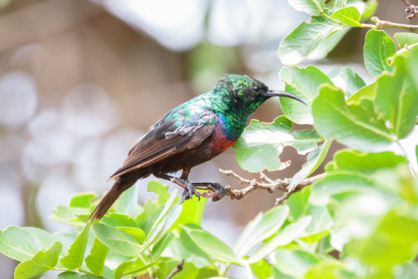 Marico Sunbird