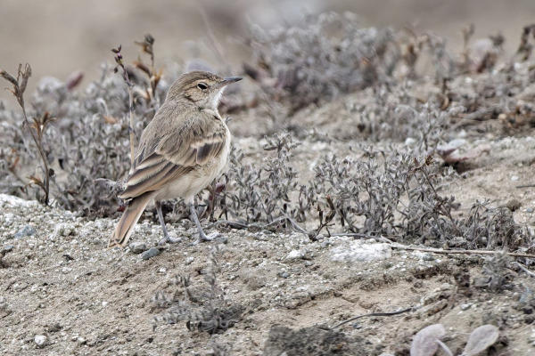 Maroon-backed Miner