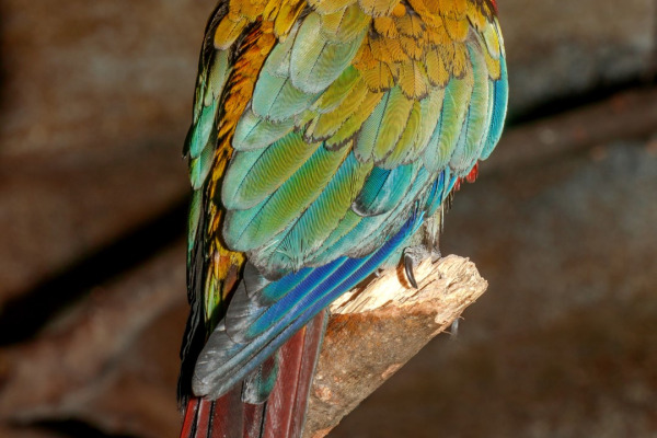 Maroon-bellied parakeet