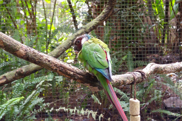 Maroon-bellied parakeet