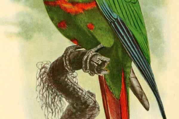 Maroon-bellied Parakeet