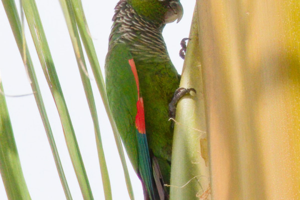 Maroon-bellied parakeet