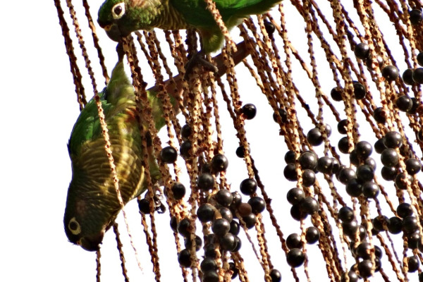 Maroon-bellied parakeet